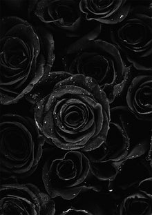  Black Roses